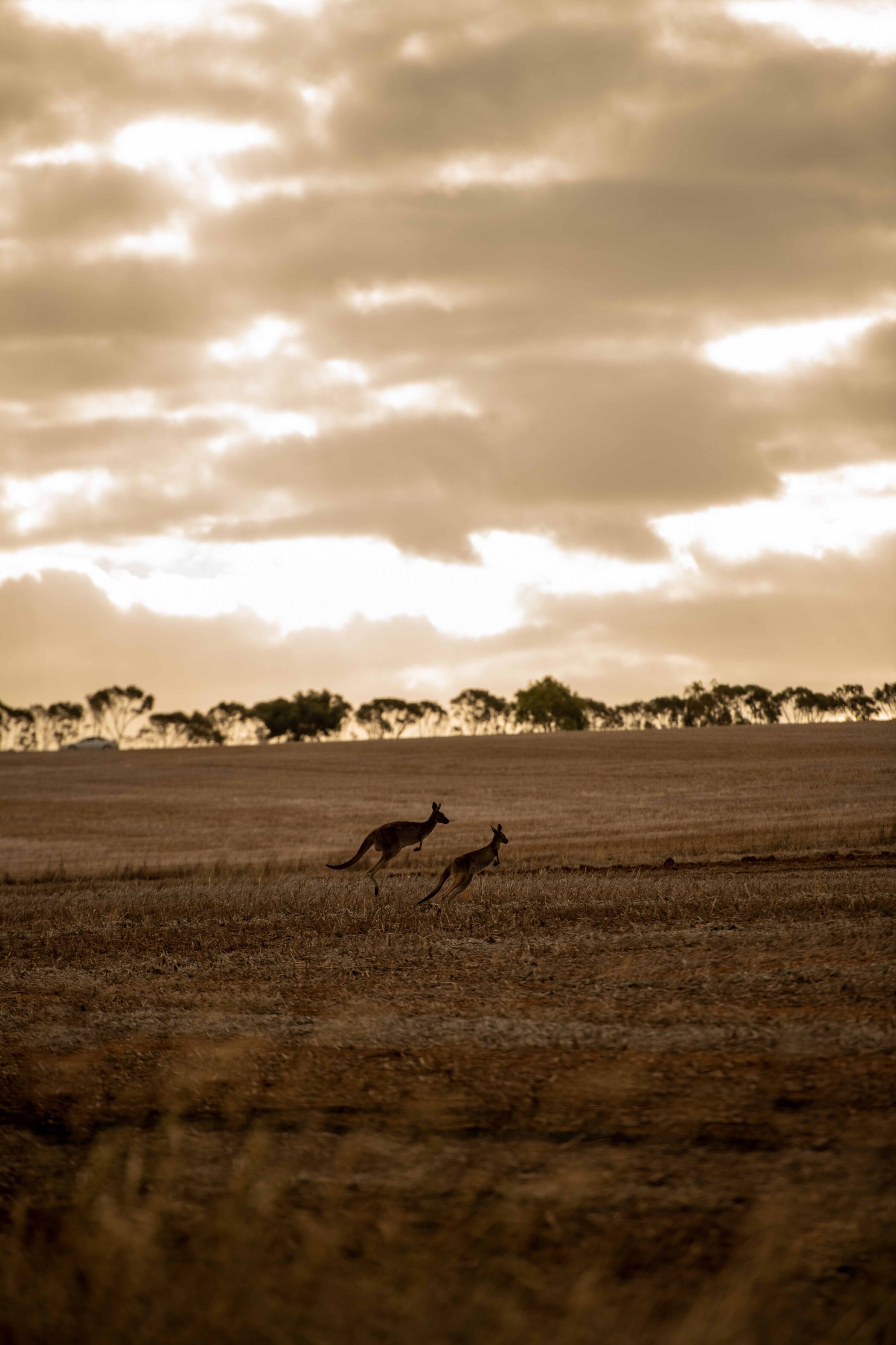 Kangaroo Walking Trails 